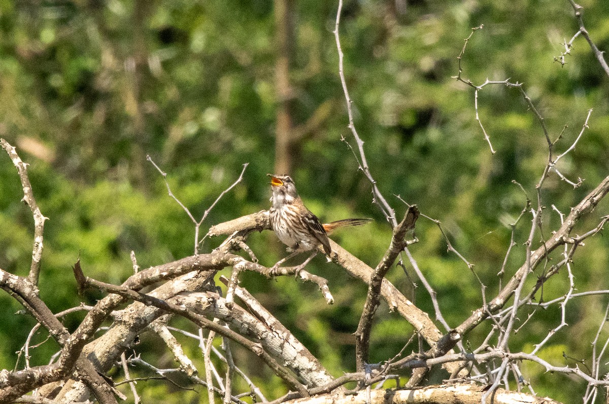 Red-backed Scrub-Robin (Red-backed) - ML612019029