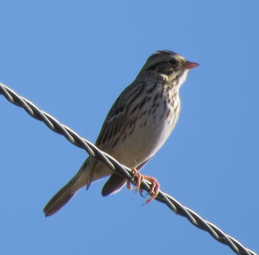 Savannah Sparrow - ML612019049