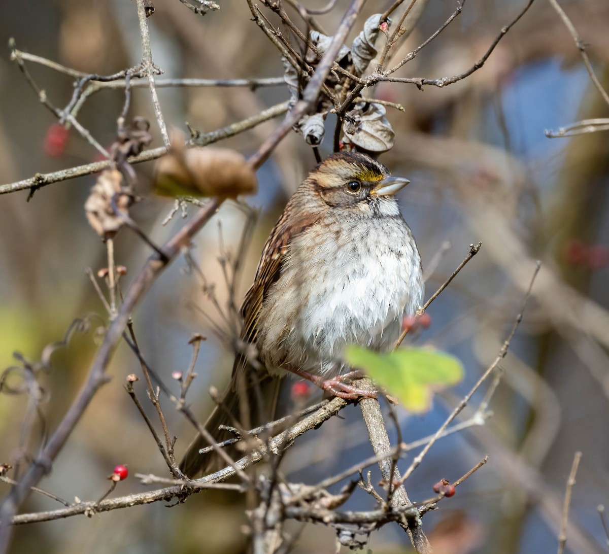 White-throated Sparrow - ML612019382