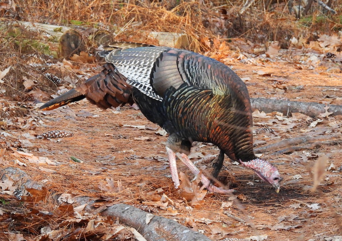 Mass Audubon eBird Checklist 8 Dec 2023 Broadmoor Wildlife Sanctuary (Mass Audubon) 28 species