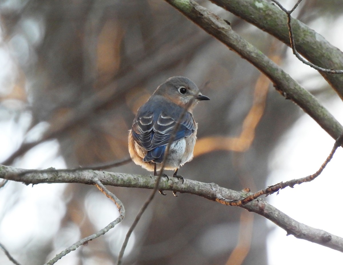 Eastern Bluebird - ML612019594