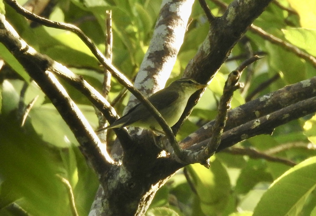 Kamchatka Leaf Warbler - ML612019607