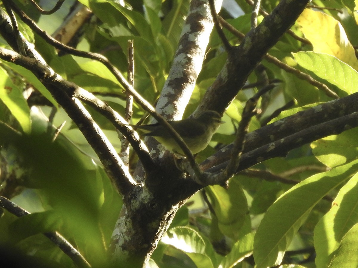 Kamchatka Leaf Warbler - ML612019608
