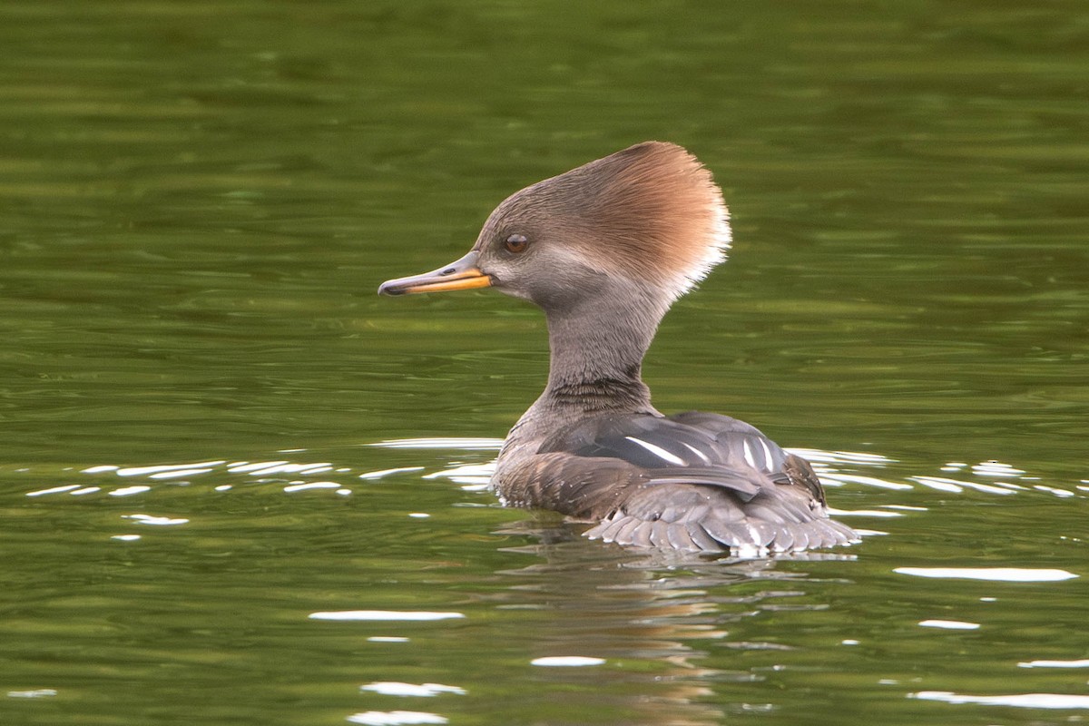 Hooded Merganser - ML612019730
