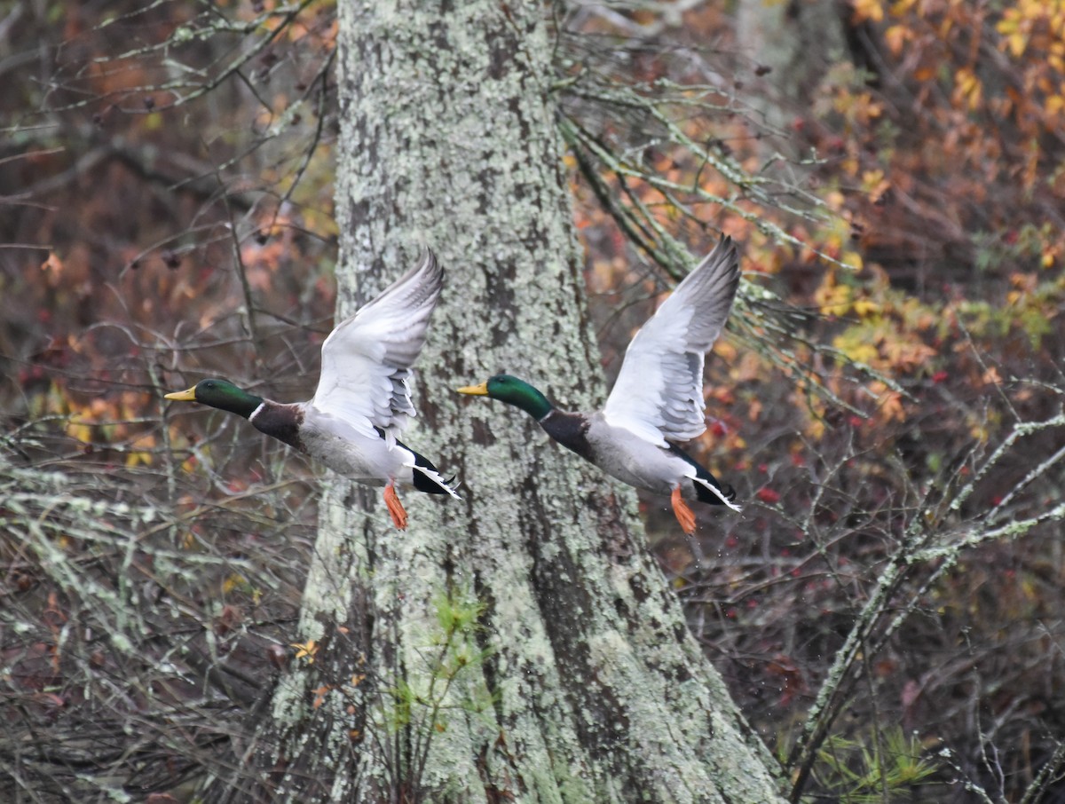 eBird Checklist 4 Dec 2023 Stumpy Lake Natural Area 26 species