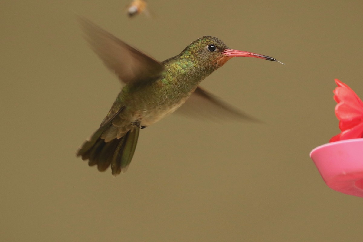 Gilded Hummingbird - ML612019877
