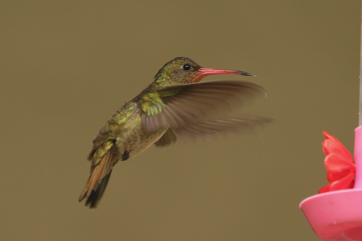 Gilded Hummingbird - ML612019899