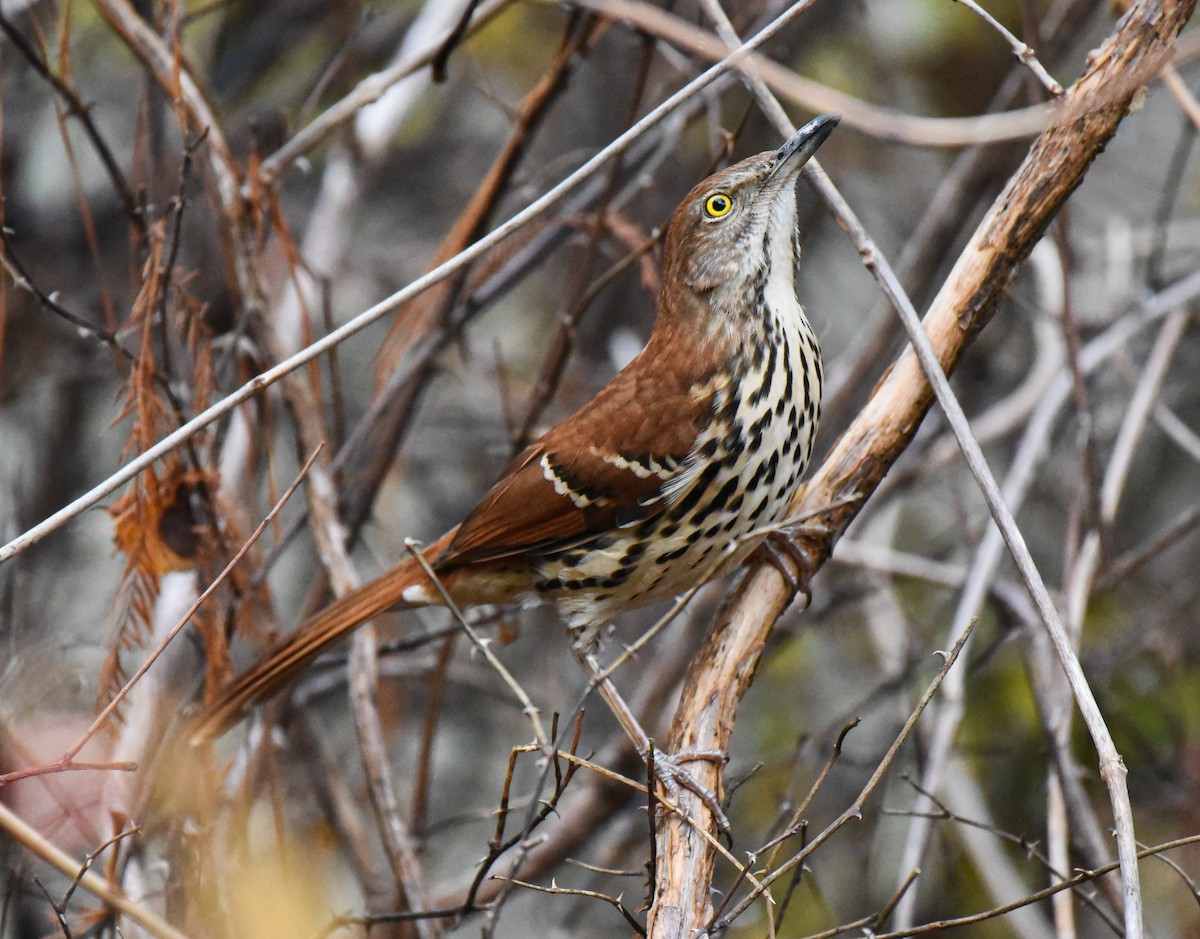 Brown Thrasher - ML612019935