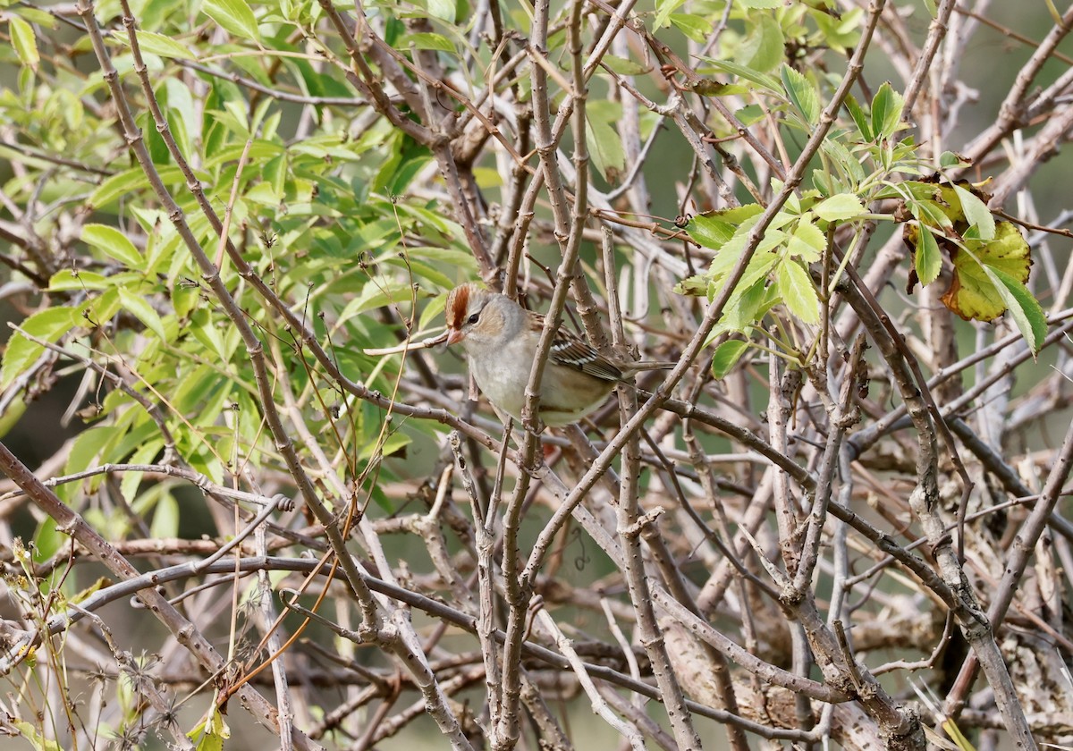 White-crowned Sparrow - ML612020062