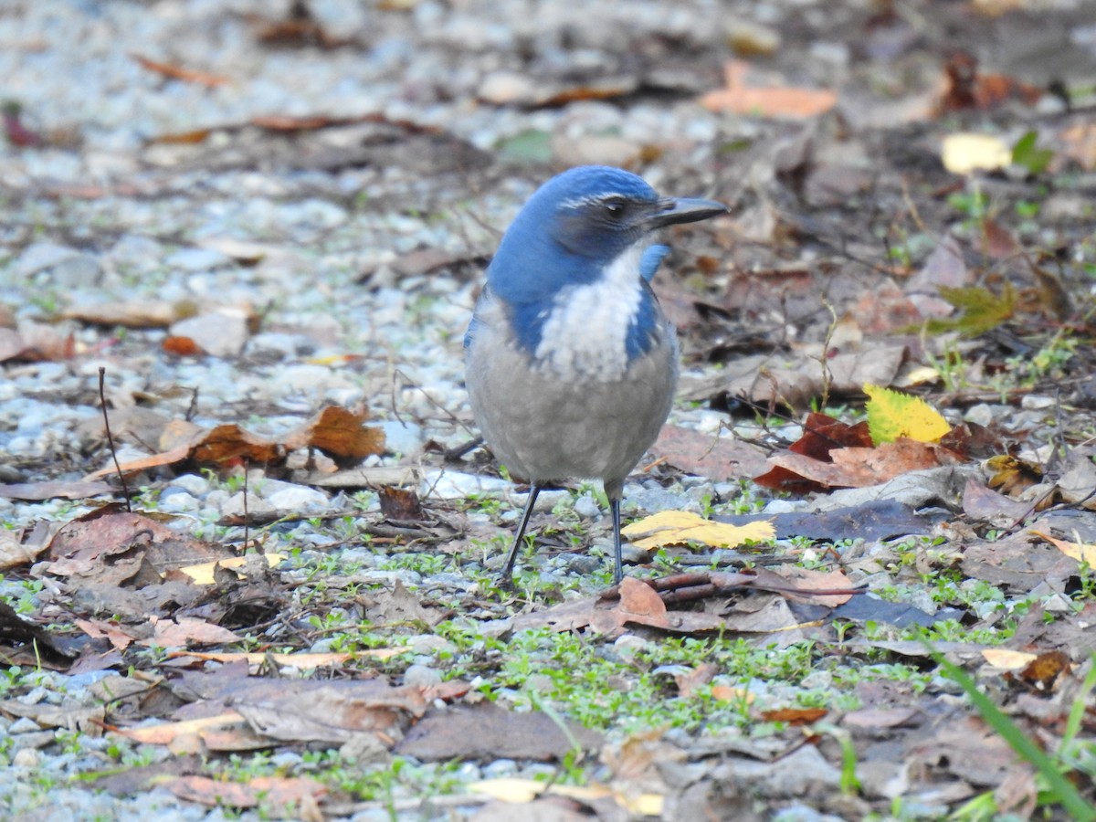eBird Checklist 8 Dec 2023 382 Douglas Park Drive, Crescent City