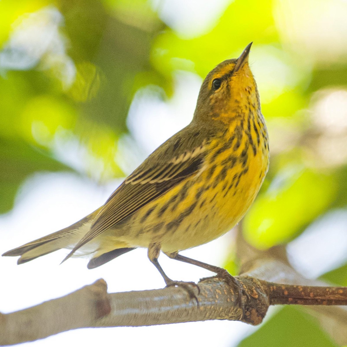 Cape May Warbler - ML612020495