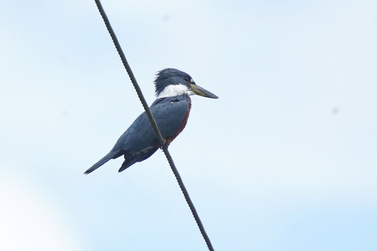 Ringed Kingfisher (Northern) - Luis Carlos García Mejía