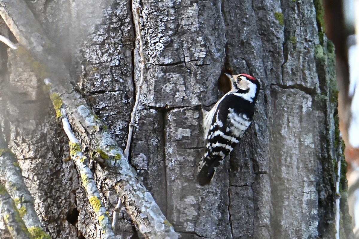 Lesser Spotted Woodpecker - ML612020867