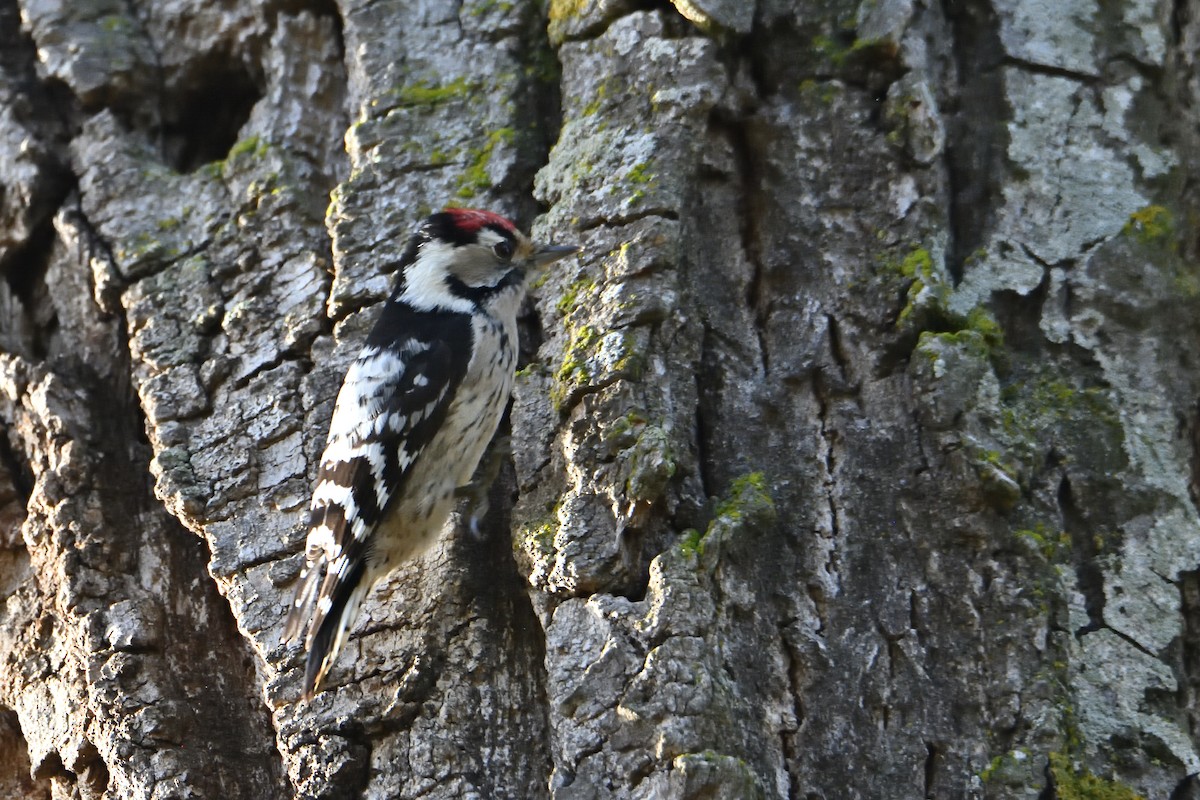 Lesser Spotted Woodpecker - ML612020868