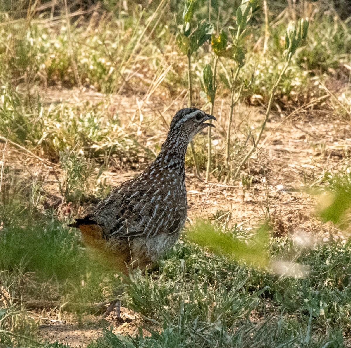 Crested Francolin (Crested) - Gallus Quigley