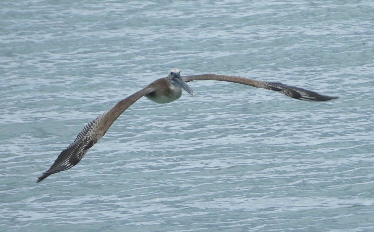Brown Pelican - Jacques Brisson