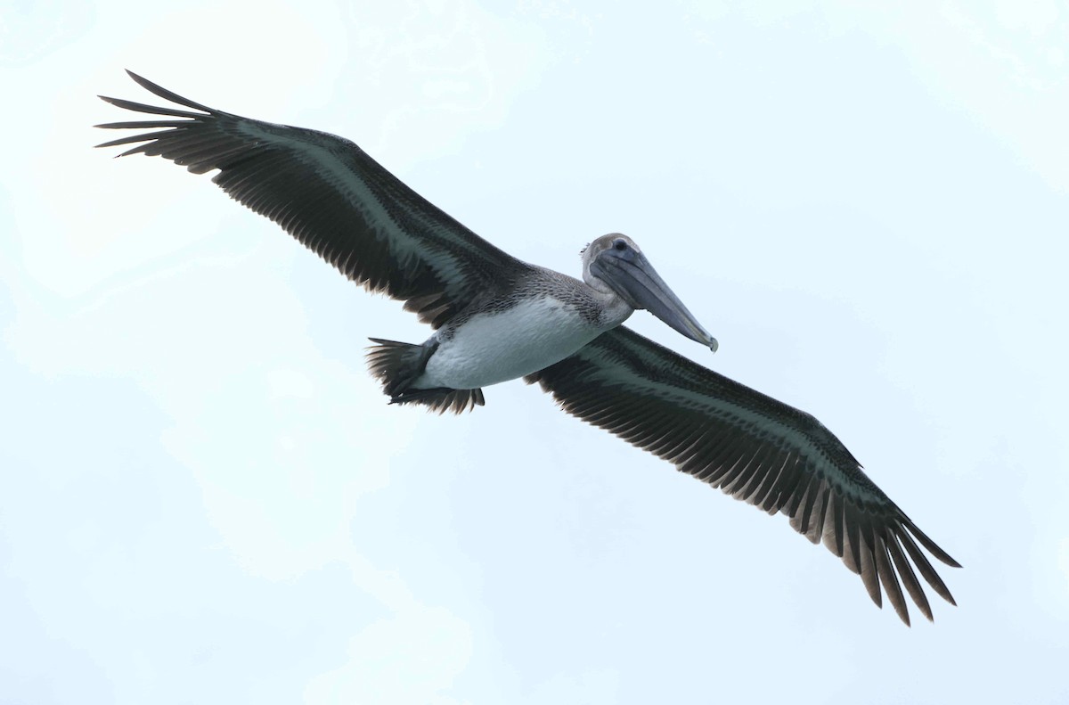 pelikán hnědý - ML612021139