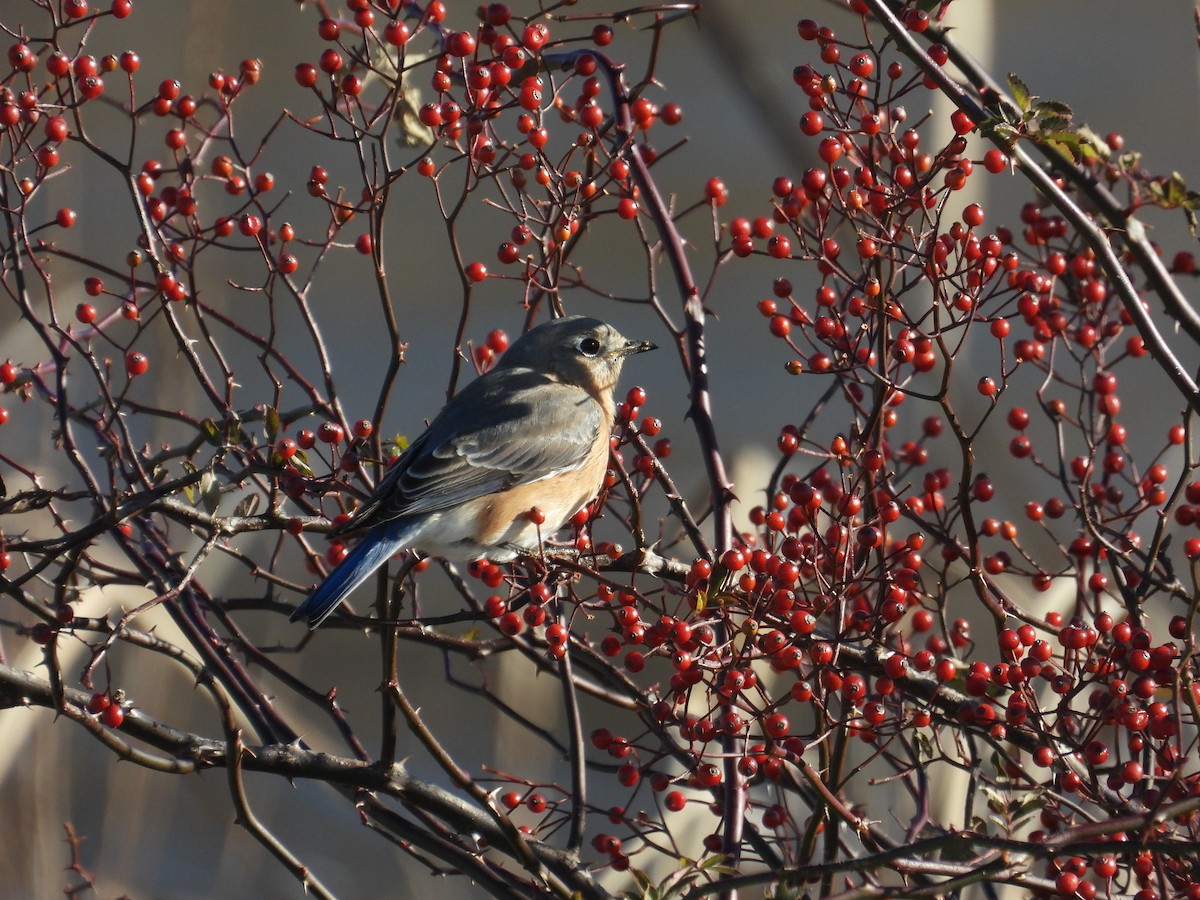 Eastern Bluebird - ML612021198