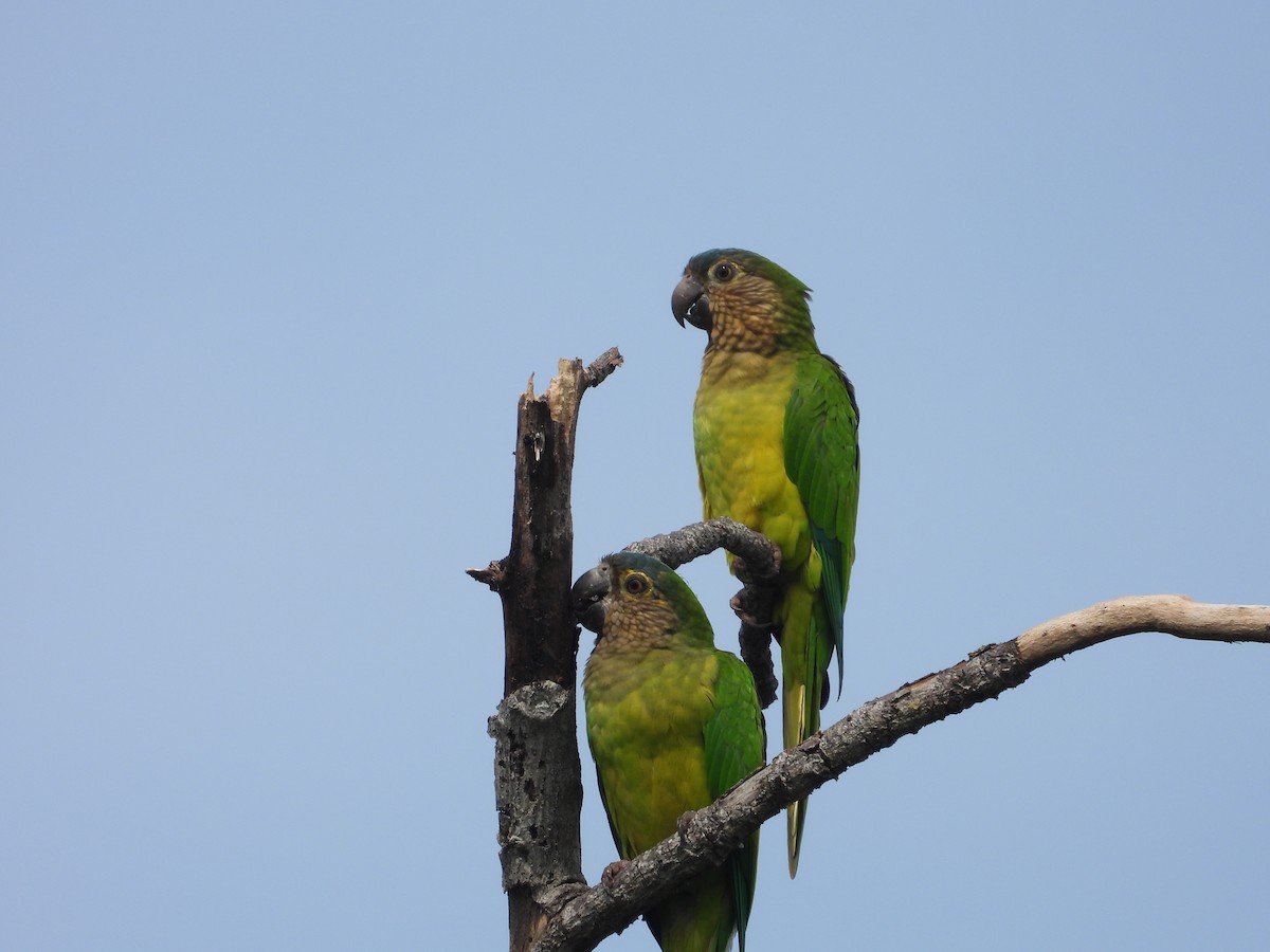 Brown-throated Parakeet - ML612021333