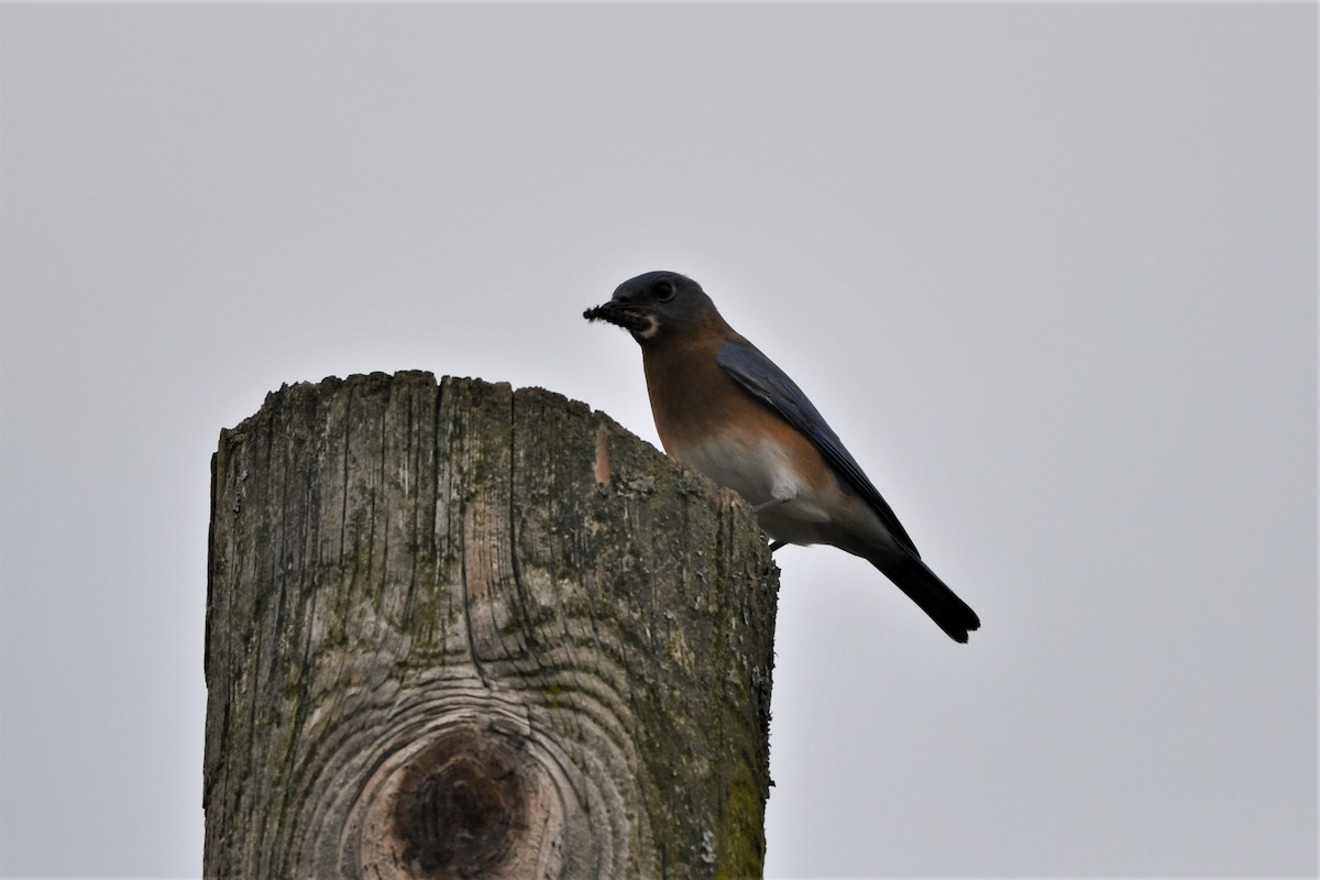 Eastern Bluebird - ML612021372