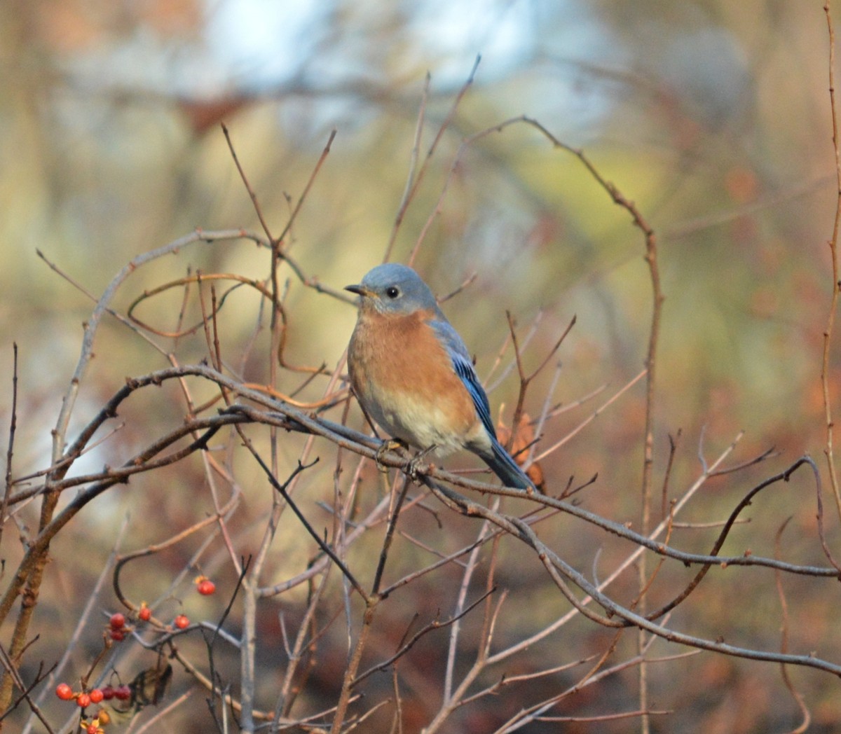 Eastern Bluebird - ML612021581