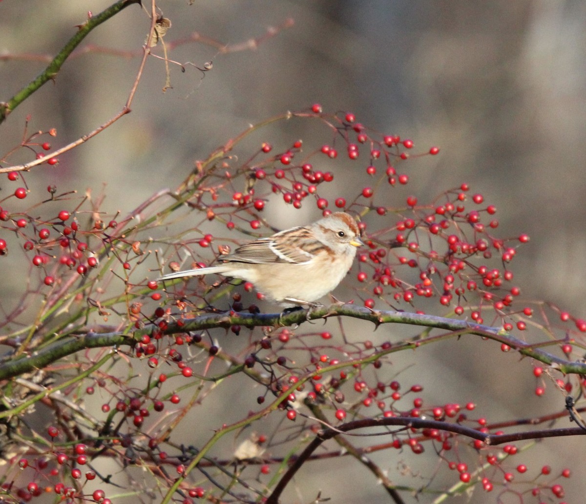 American Tree Sparrow - ML612021738