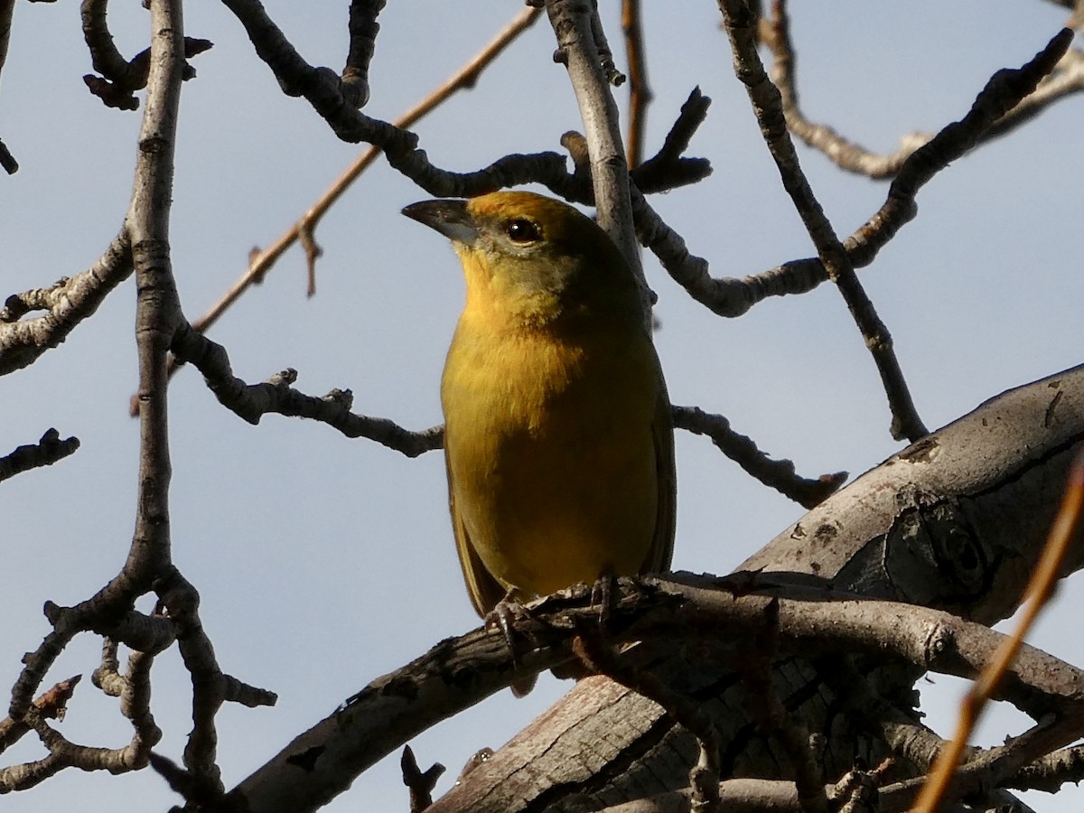Hepatic Tanager - ML612021802