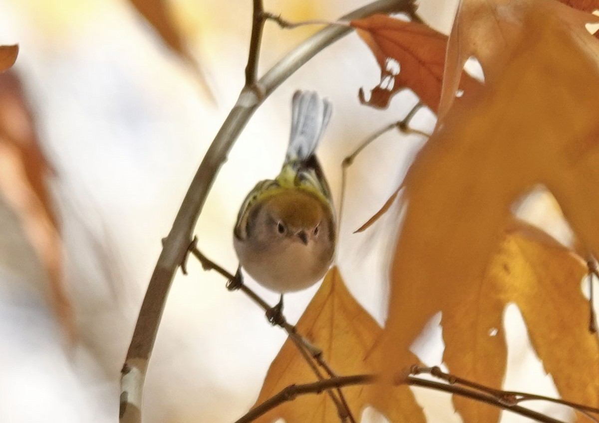 Ebird Checklist Dec Santa Gertrudis Lane Foot Access Only