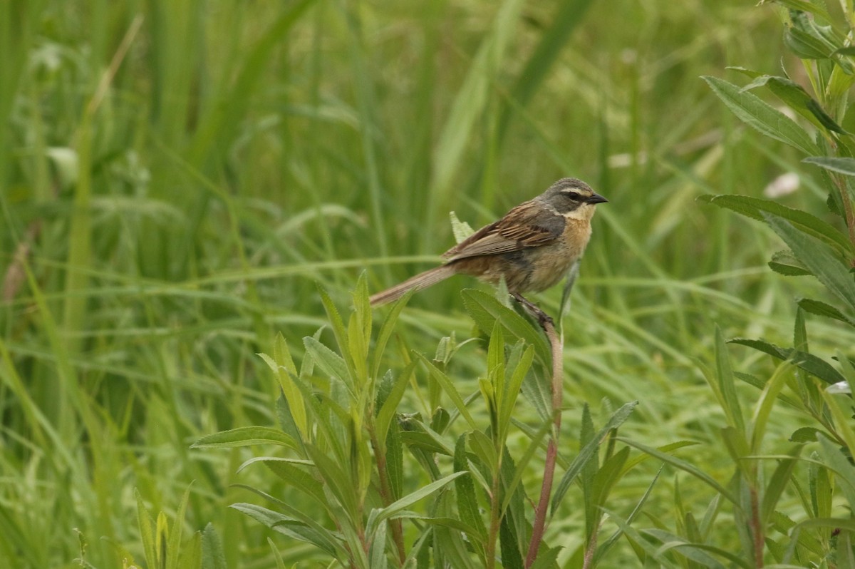 Long-tailed Reed Finch - ML612021955