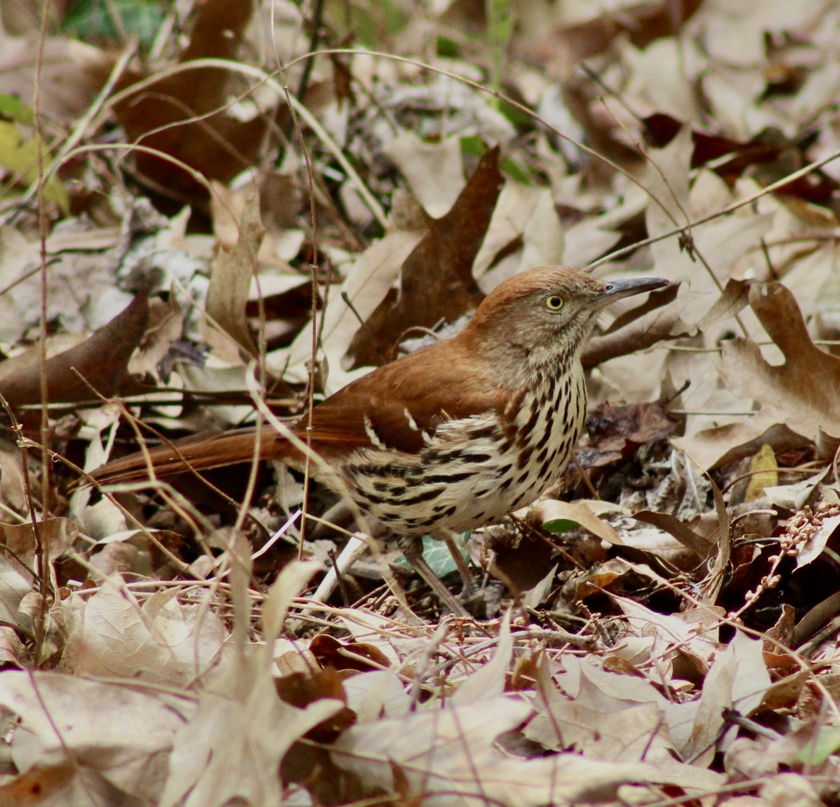 Brown Thrasher - ML612021993