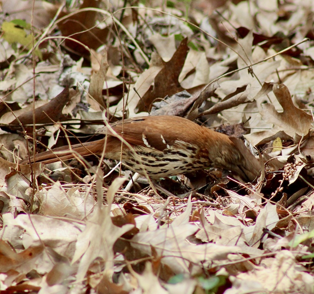 Brown Thrasher - ML612021995