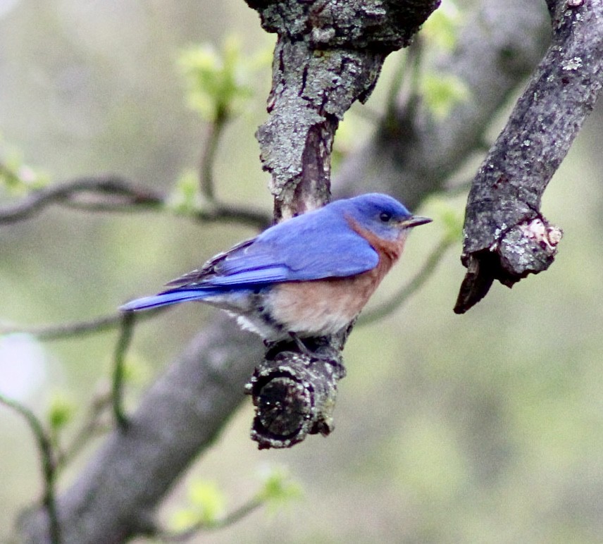 Eastern Bluebird - ML612022005