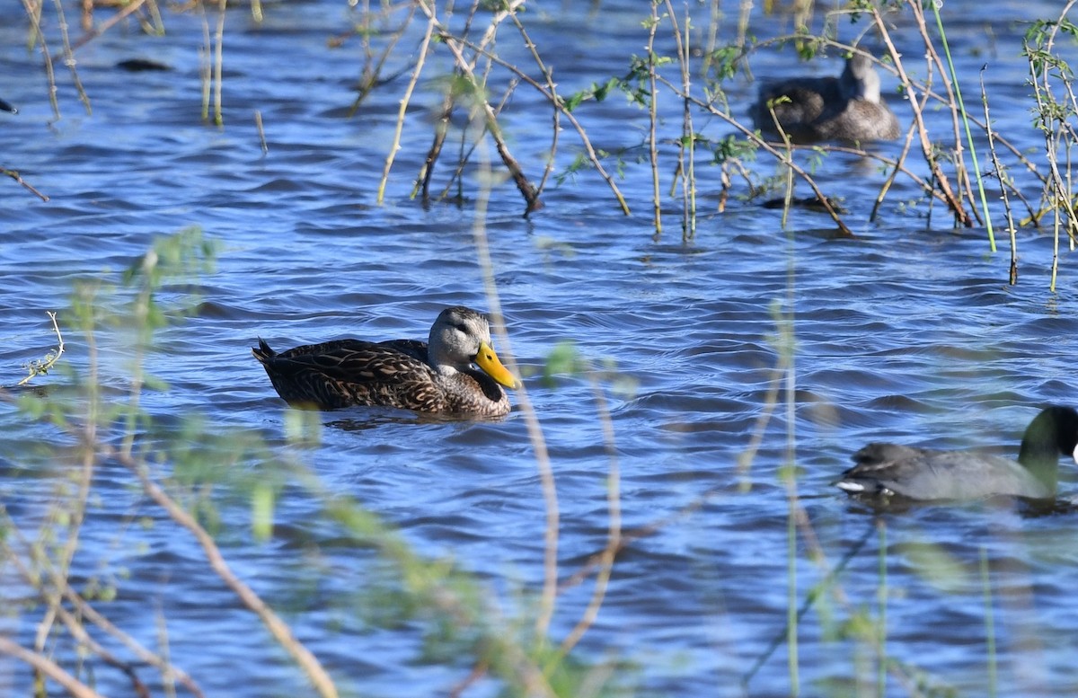 Mottled Duck (Gulf Coast) - ML612022080