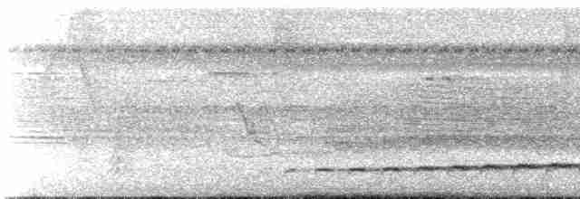 Grallaire buissonnière - ML612022176