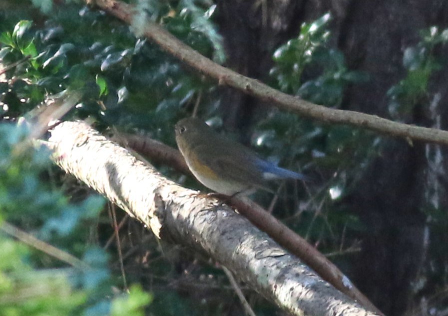 Red-flanked Bluetail - ML612022497