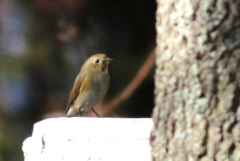 Red-flanked Bluetail - ML612022503