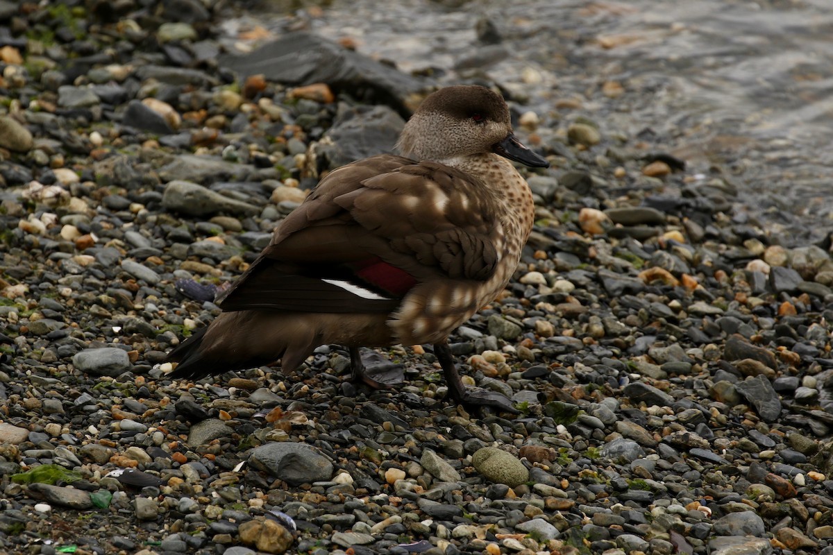 Crested Duck - ML612023164