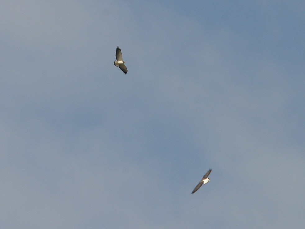 White-tailed Hawk - ML612023650