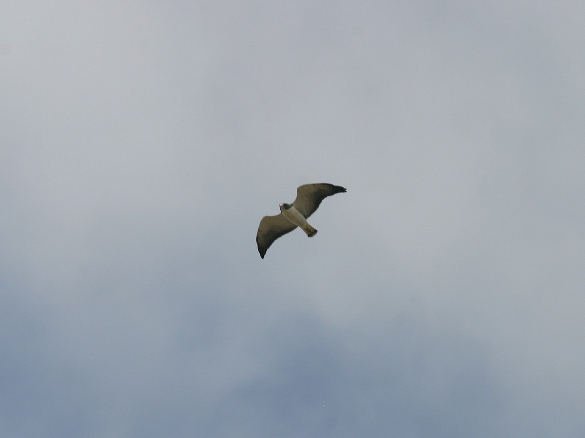 White-tailed Hawk - ML612023651