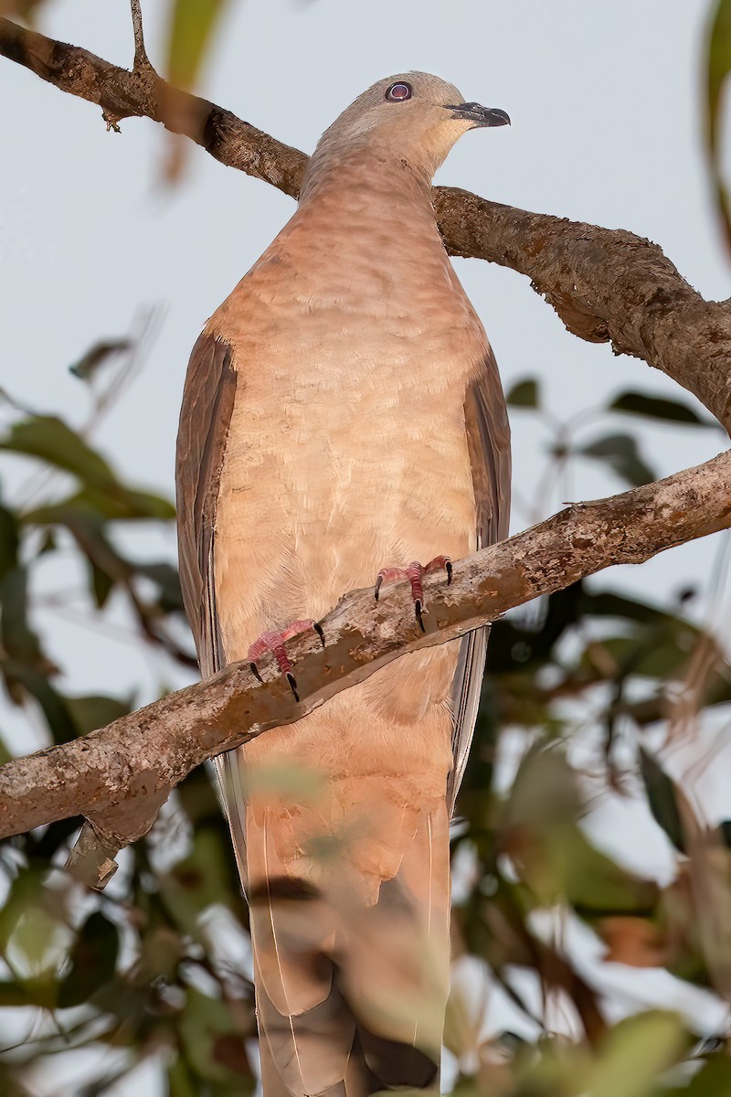 Brown Cuckoo-Dove - ML612023678