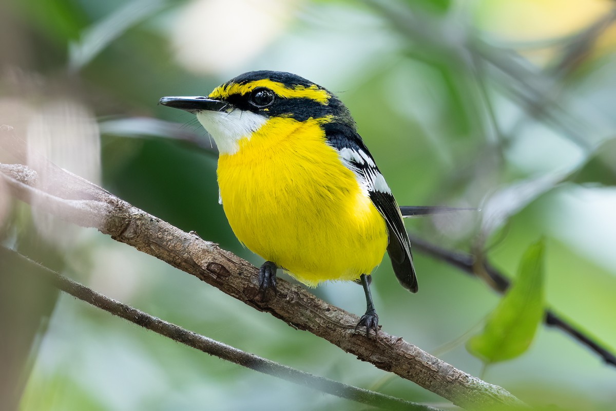 Yellow-breasted Boatbill - ML612023771