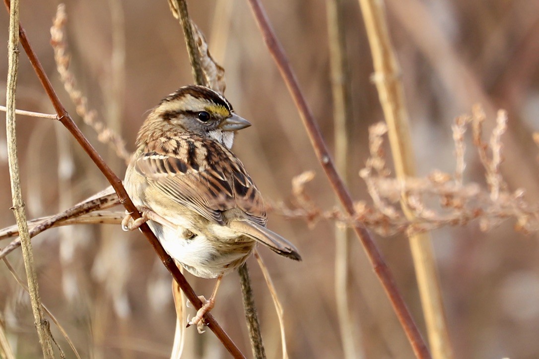 White-throated Sparrow - ML612023793