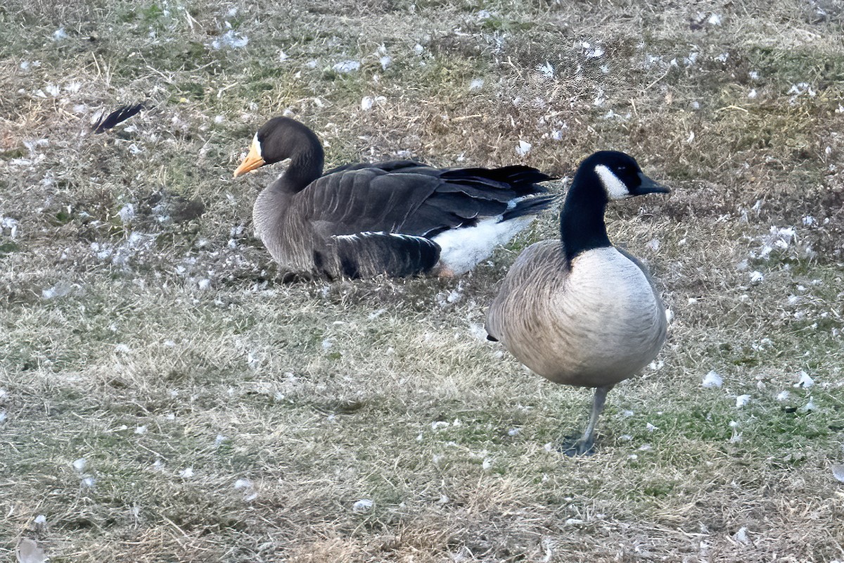 Greater White-fronted Goose - ML612023932