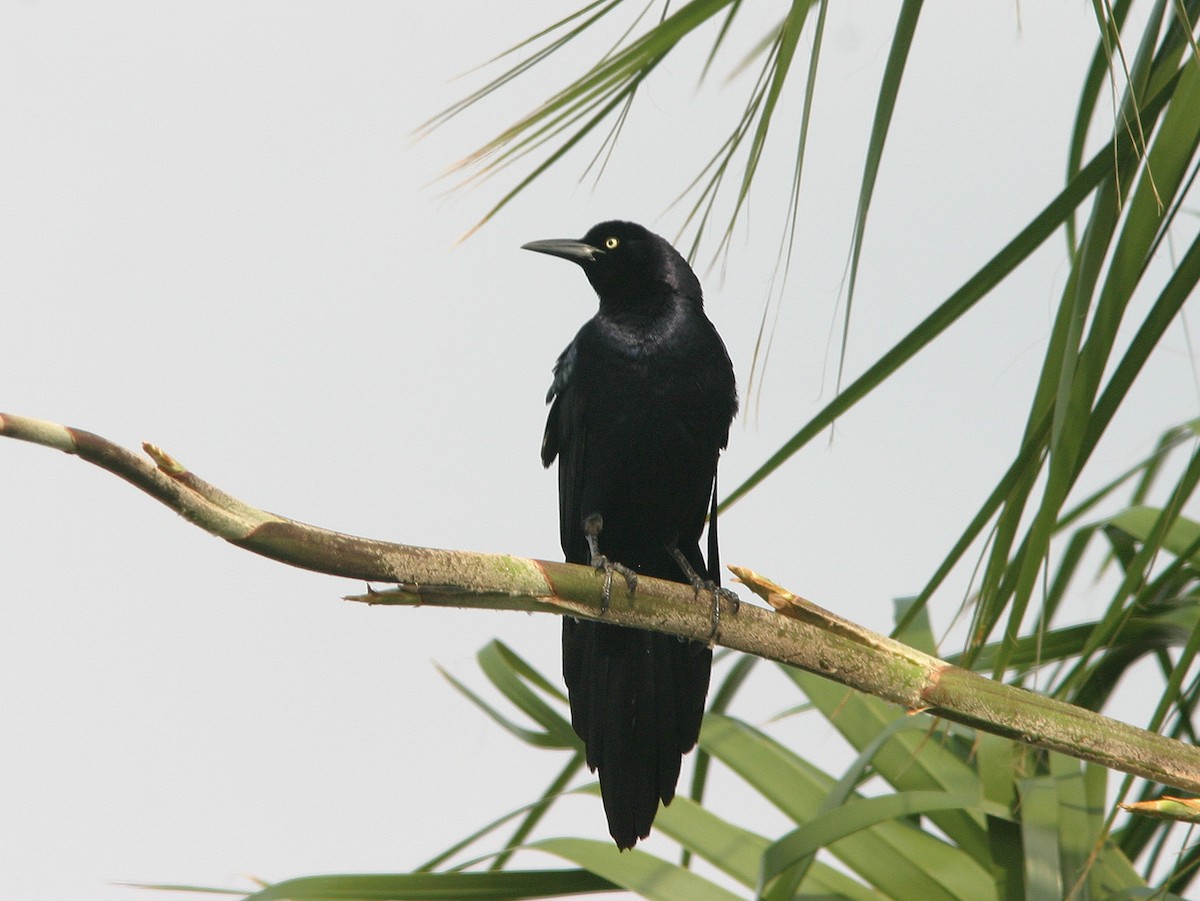 Great-tailed Grackle - ML612023935