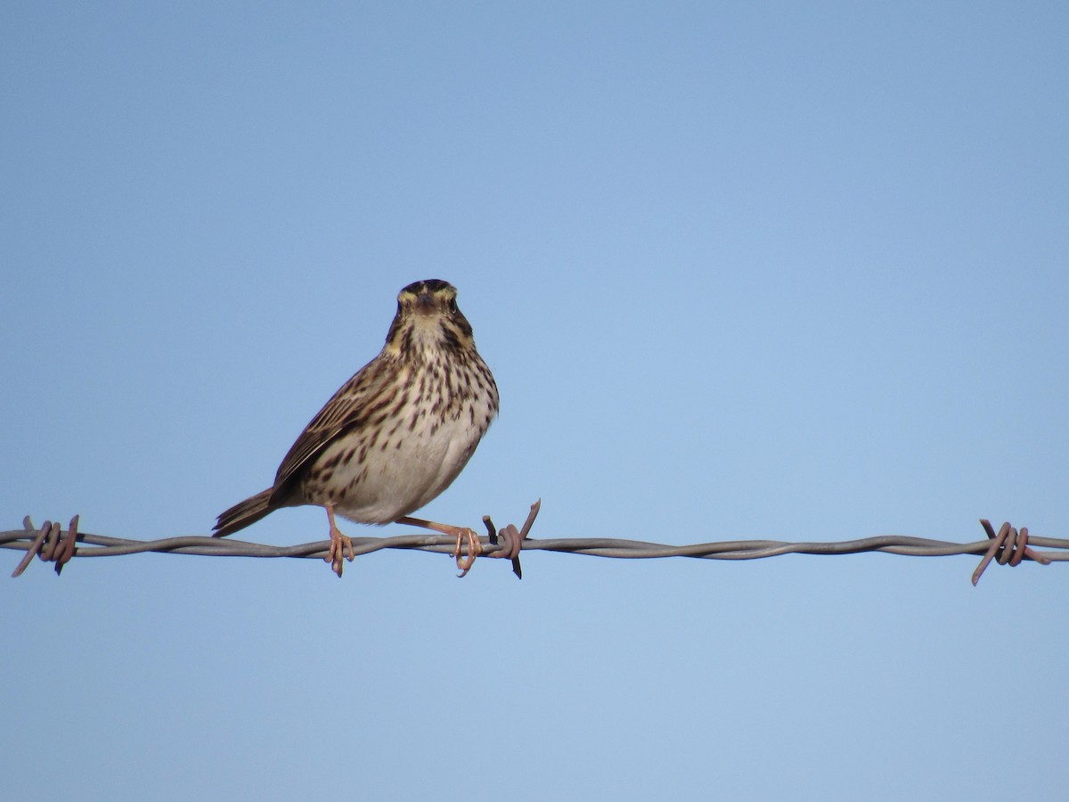 Savannah Sparrow - ML612023952