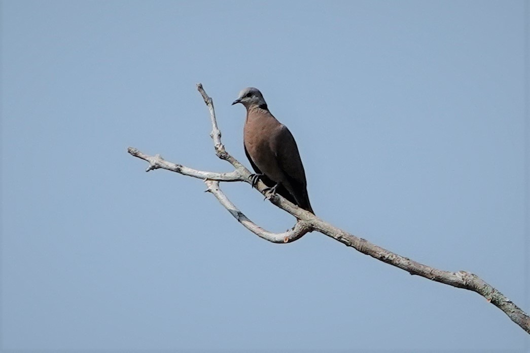 Red Collared-Dove - ML612024299
