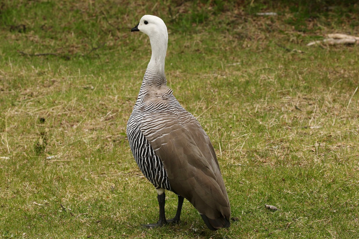 Upland Goose (Bar-breasted) - ML612024717