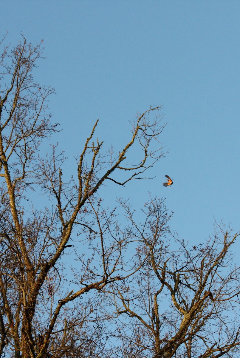 Eastern Bluebird - ML612024965