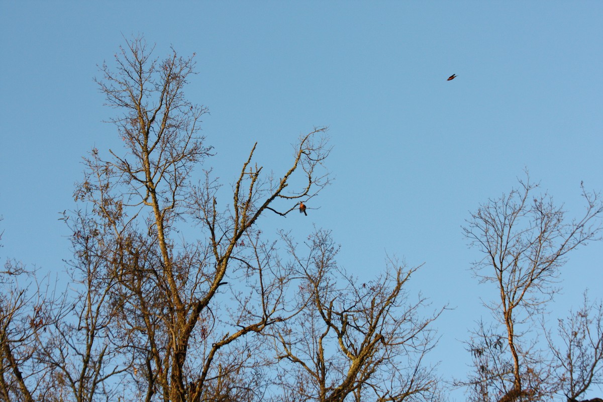 Eastern Bluebird - ML612024968