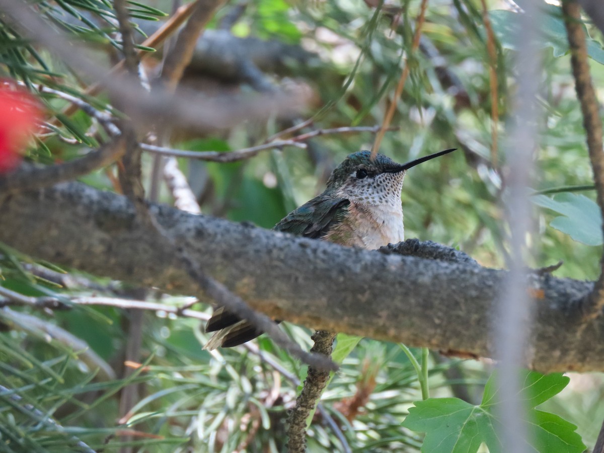 Broad-tailed Hummingbird - Trevor Leitz